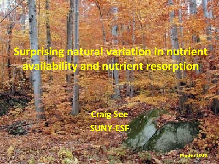 Surprising natural variation in nutrient availability and nutrient resorption Craig See SUNY-ESF Photo: USFS