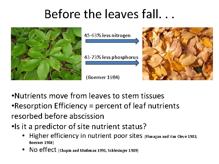 Before the leaves fall. . . 45 -63% less nitrogen 43 -73% less phosphorus