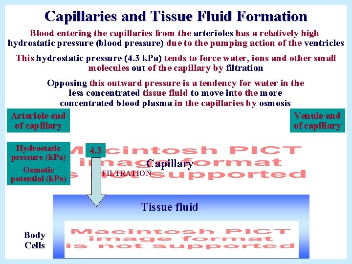 Capillaries and Tissue Fluid Formation Blood entering the capillaries from the arterioles has a