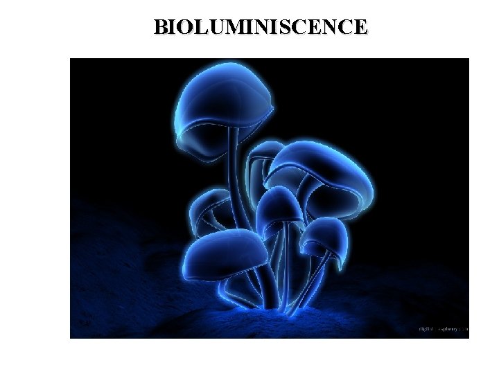 BIOLUMINISCENCE 