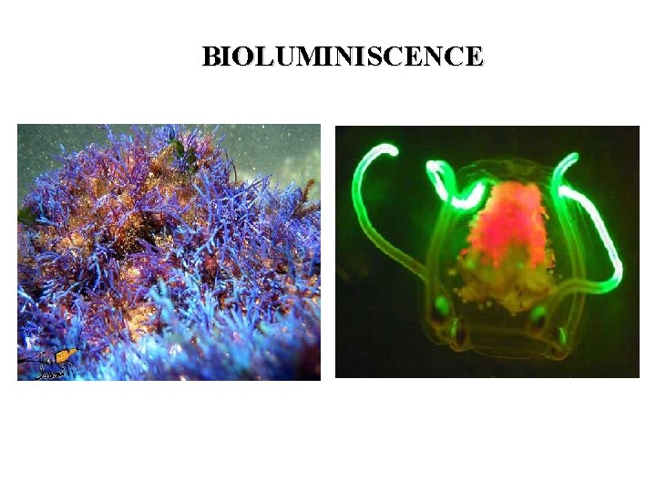 BIOLUMINISCENCE 