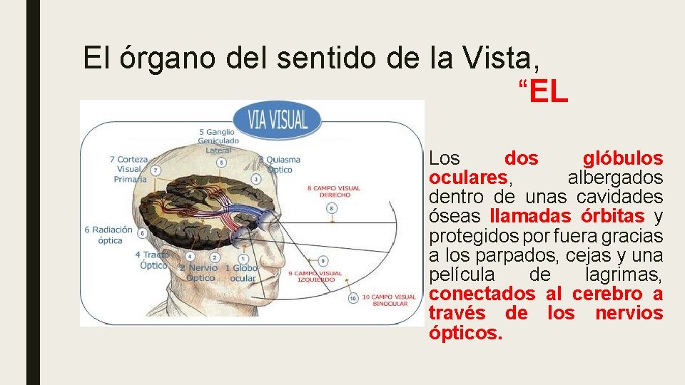 El órgano del sentido de la Vista, “EL OJO” Los dos glóbulos oculares, albergados