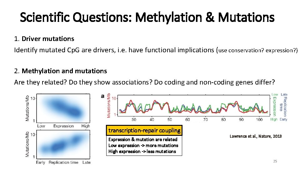 Scientific Questions: Methylation & Mutations 1. Driver mutations Identify mutated Cp. G are drivers,