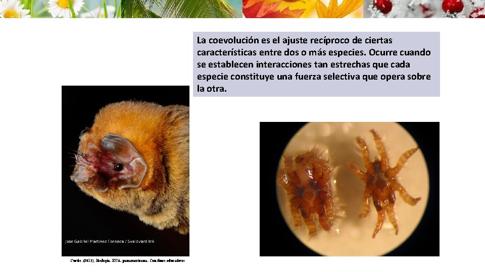 La coevolución es el ajuste recíproco de ciertas características entre dos o más especies.