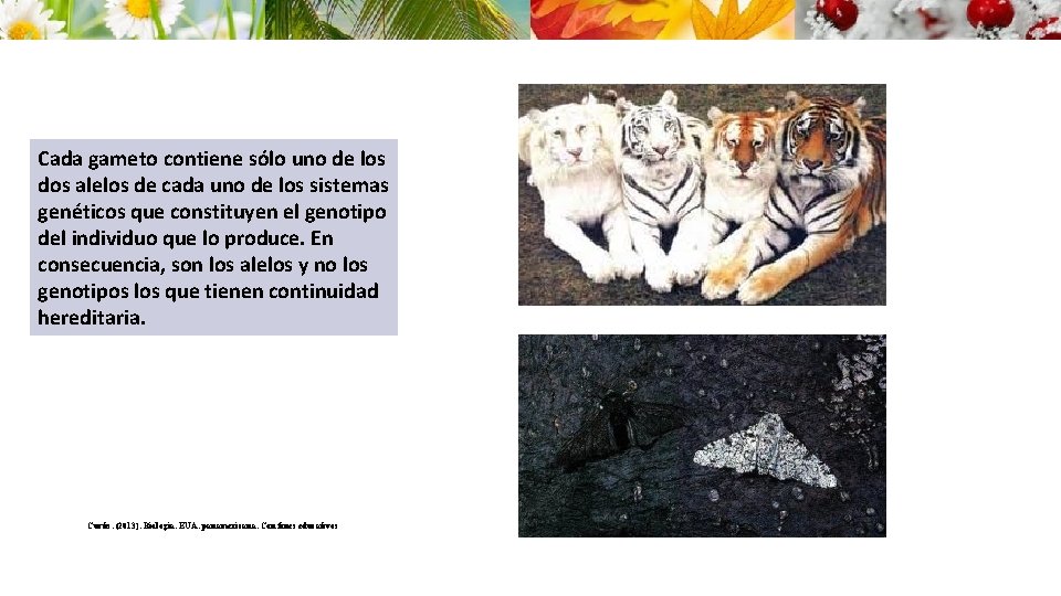 Cada gameto contiene sólo uno de los dos alelos de cada uno de los