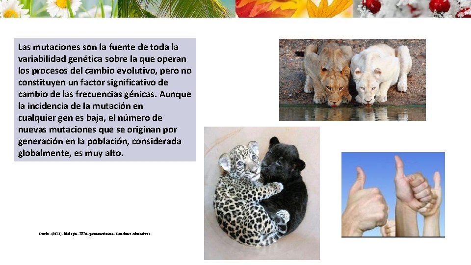 Las mutaciones son la fuente de toda la variabilidad genética sobre la que operan