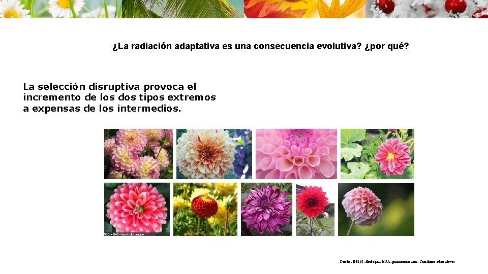 ¿La radiación adaptativa es una consecuencia evolutiva? ¿por qué? La selección disruptiva provoca el