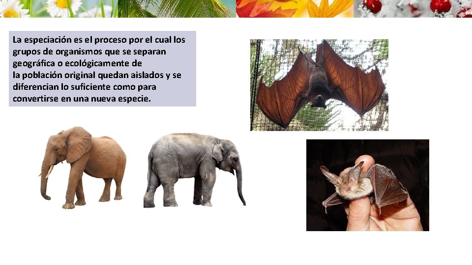 La especiación es el proceso por el cual los grupos de organismos que se