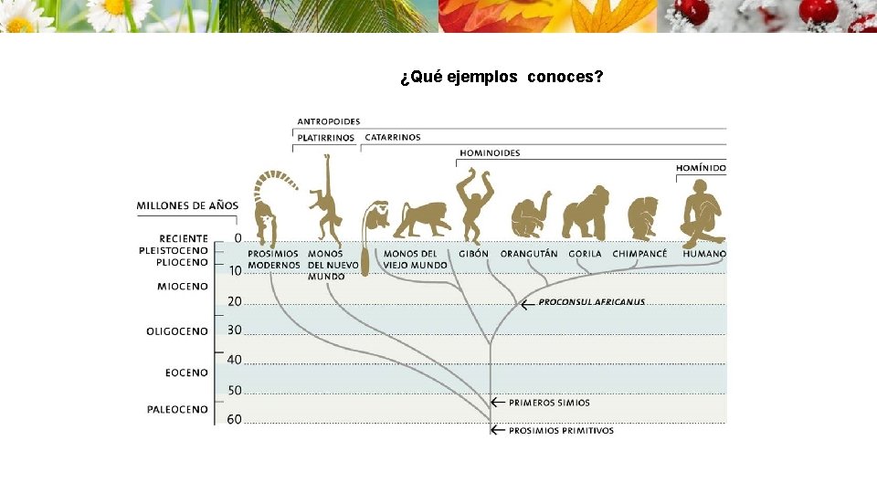 ¿Qué ejemplos conoces? 