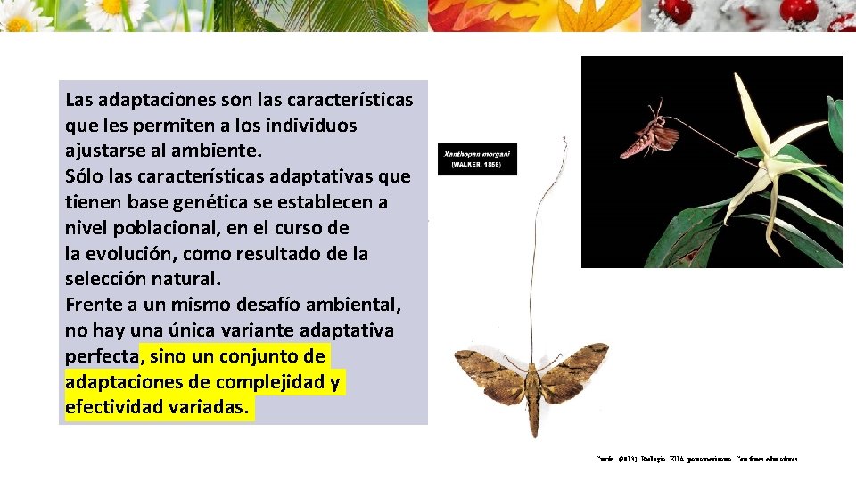 Las adaptaciones son las características que les permiten a los individuos ajustarse al ambiente.