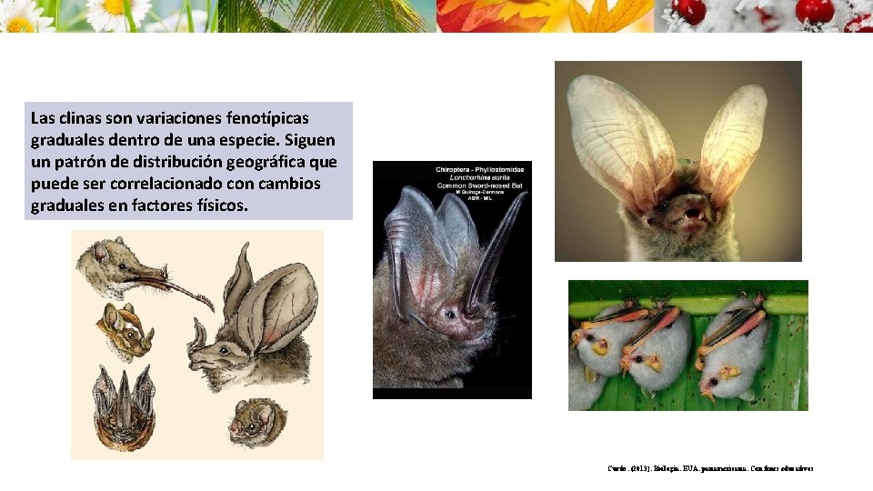 Las clinas son variaciones fenotípicas graduales dentro de una especie. Siguen un patrón de