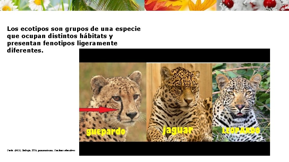Los ecotipos son grupos de una especie que ocupan distintos hábitats y presentan fenotipos