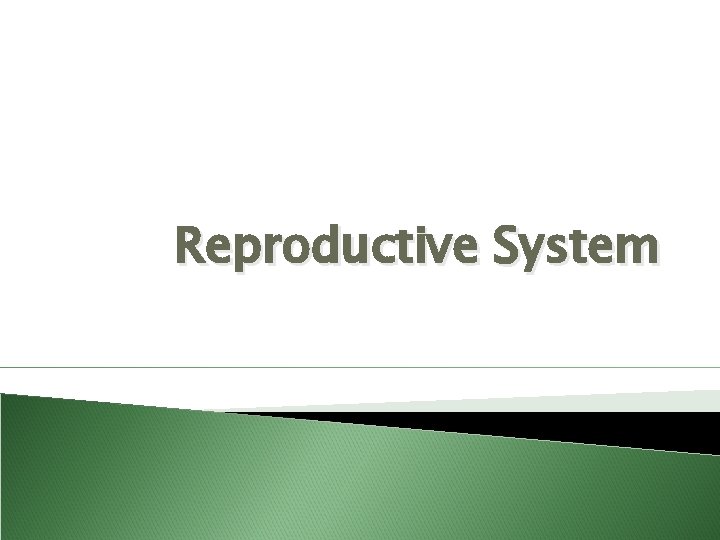 Reproductive System 
