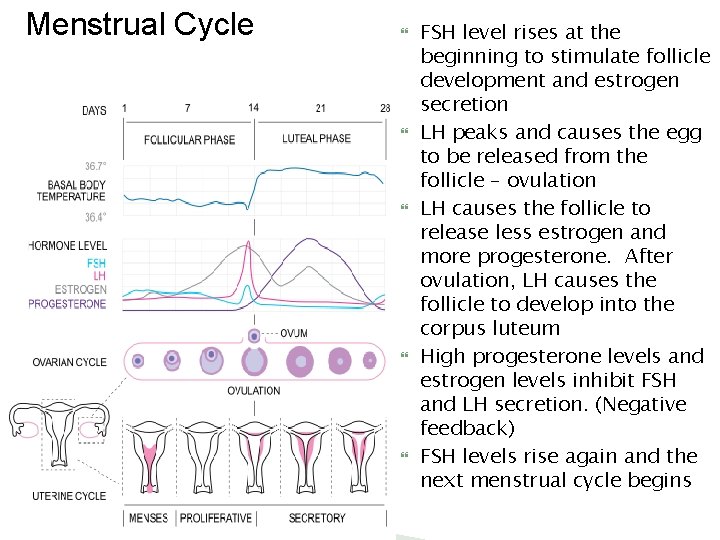 Menstrual Cycle FSH level rises at the beginning to stimulate follicle development and estrogen