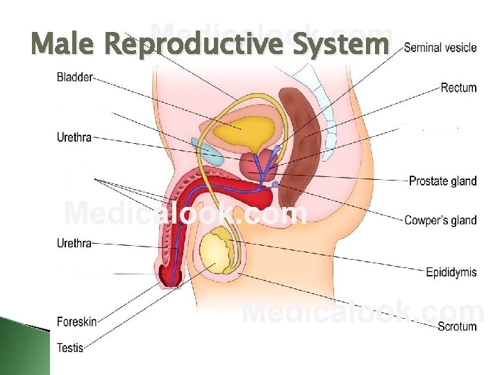 Male Reproductive System 