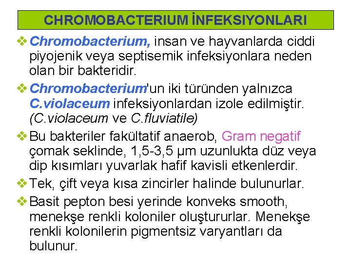 CHROMOBACTERIUM İNFEKSIYONLARI v Chromobacterium, insan ve hayvanlarda ciddi piyojenik veya septisemik infeksiyonlara neden olan