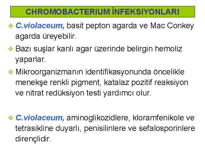 CHROMOBACTERIUM İNFEKSIYONLARI v C. violaceum, basit pepton agarda ve Mac Conkey agarda üreyebilir. v