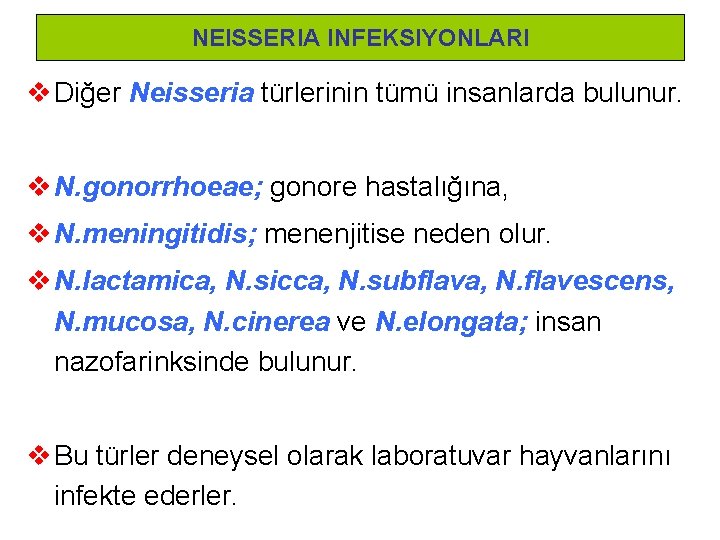 NEISSERIA INFEKSIYONLARI v Diğer Neisseria türlerinin tümü insanlarda bulunur. v N. gonorrhoeae; gonore hastalığına,