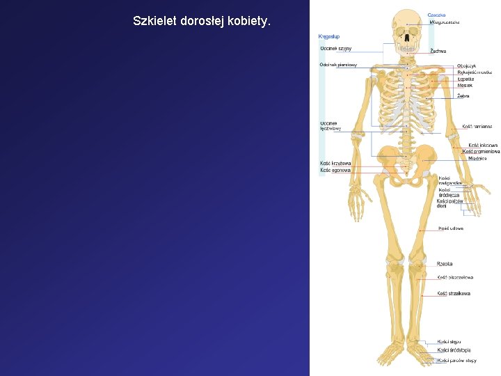 Szkielet dorosłej kobiety. 