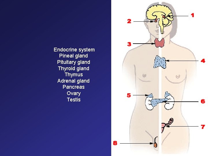 Endocrine system Pineal gland Pituitary gland Thyroid gland Thymus Adrenal gland Pancreas Ovary Testis