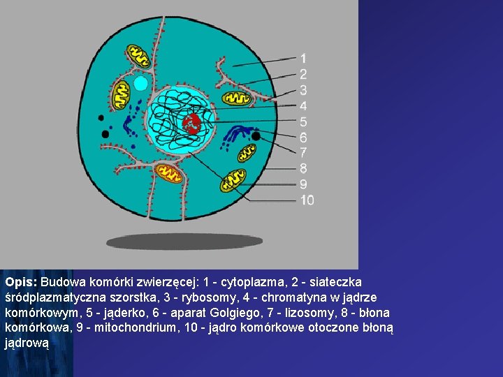 Opis: Budowa komórki zwierzęcej: 1 - cytoplazma, 2 - siateczka śródplazmatyczna szorstka, 3 -