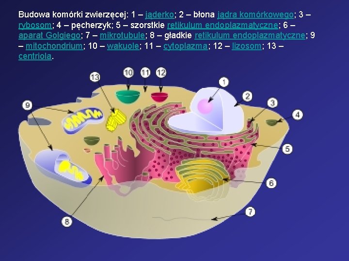 Budowa komórki zwierzęcej: 1 – jąderko; 2 – błona jądra komórkowego; 3 – rybosom;