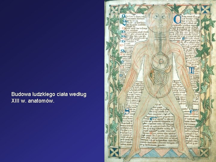Budowa ludzkiego ciała według XIII w. anatomów. 