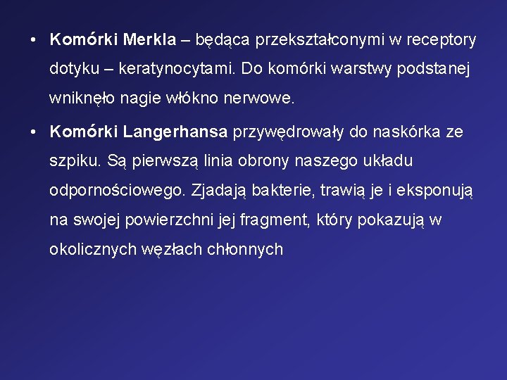  • Komórki Merkla – będąca przekształconymi w receptory dotyku – keratynocytami. Do komórki