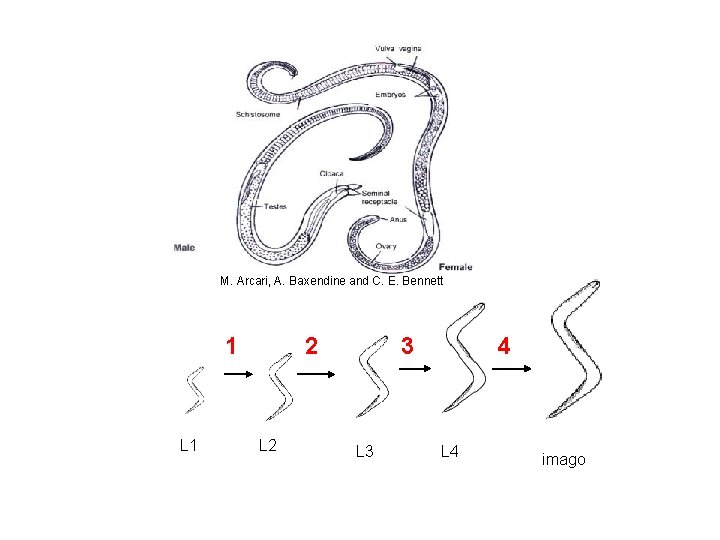 M. Arcari, A. Baxendine and C. E. Bennett 1 L 1 2 L 2