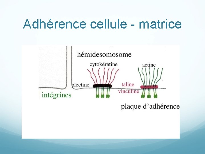 Adhérence cellule - matrice 