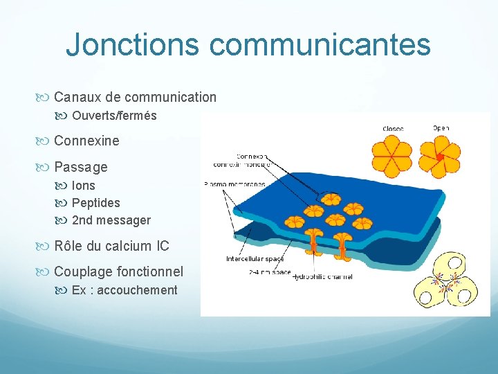 Jonctions communicantes Canaux de communication Ouverts/fermés Connexine Passage Ions Peptides 2 nd messager Rôle