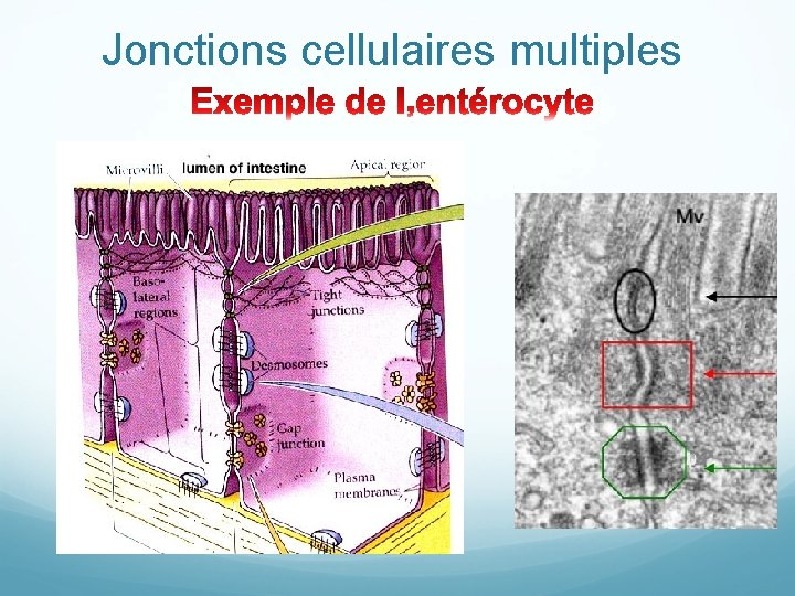 Jonctions cellulaires multiples 