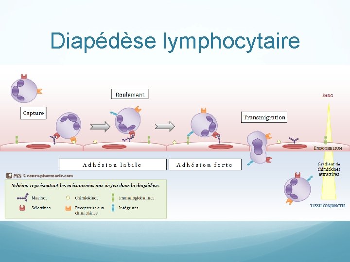 Diapédèse lymphocytaire 