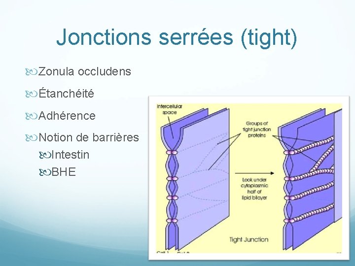 Jonctions serrées (tight) Zonula occludens Étanchéité Adhérence Notion de barrières Intestin BHE 