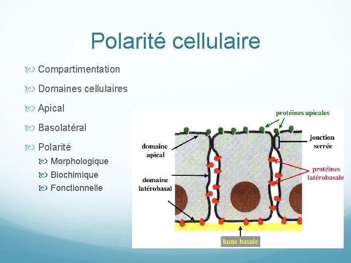 Polarité cellulaire Compartimentation Domaines cellulaires Apical Basolatéral Polarité Morphologique Biochimique Fonctionnelle 