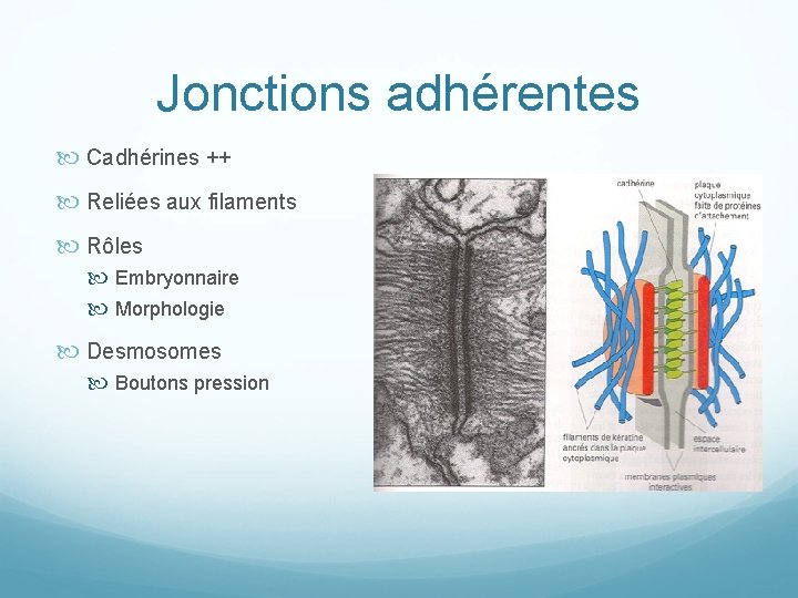 Jonctions adhérentes Cadhérines ++ Reliées aux filaments Rôles Embryonnaire Morphologie Desmosomes Boutons pression 