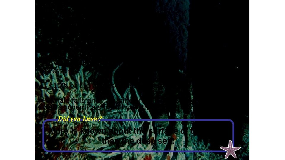 Deep sea: habitat profile - No Natural Light - Average depth 4, 000 m