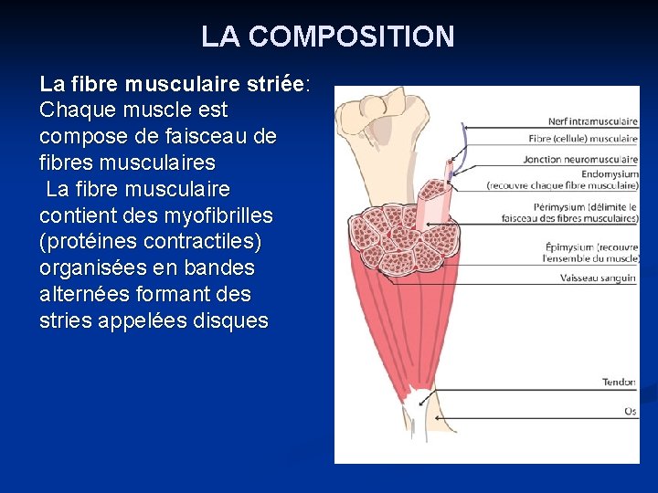 LA COMPOSITION La fibre musculaire striée: Chaque muscle est compose de faisceau de fibres