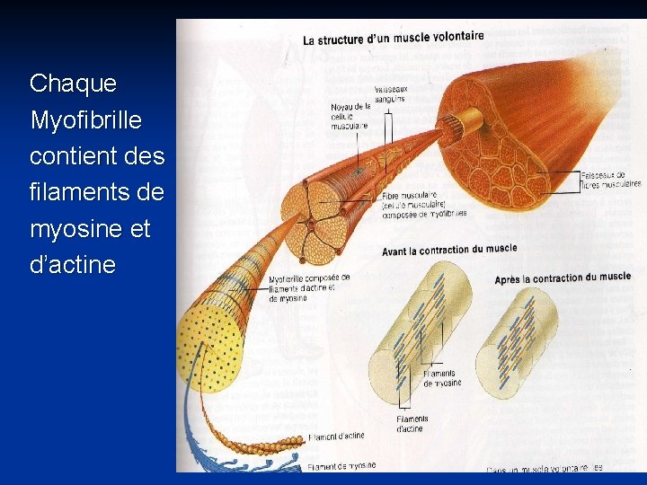 Chaque Myofibrille contient des filaments de myosine et d’actine 