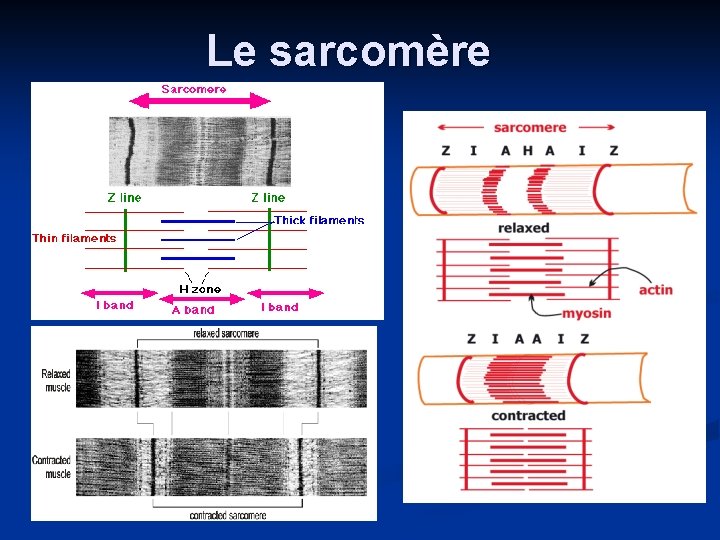 Le sarcomère 