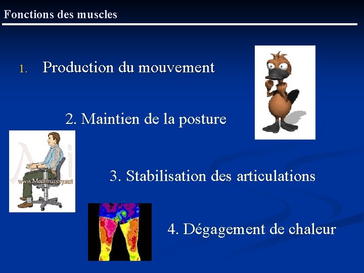 Fonctions des muscles 1. Production du mouvement 2. Maintien de la posture 3. Stabilisation