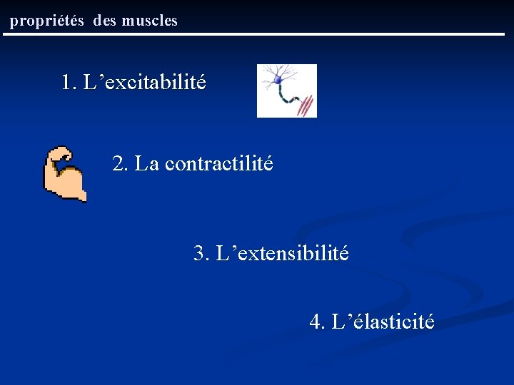 propriétés des muscles 1. L’excitabilité 2. La contractilité 3. L’extensibilité 4. L’élasticité 