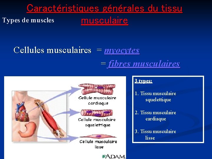 Caractéristiques générales du tissu Types de muscles musculaire Cellules musculaires = myocytes = fibres