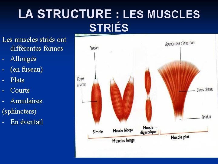 LA STRUCTURE : LES MUSCLES STRIÉS Les muscles striés ont différentes formes • Allongés