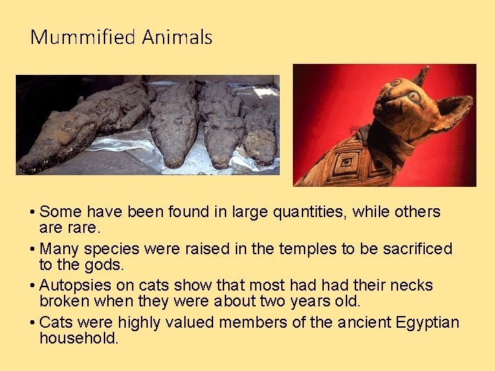 Mummified Animals • Some have been found in large quantities, while others are rare.