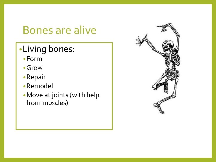 Bones are alive • Living bones: • Form • Grow • Repair • Remodel