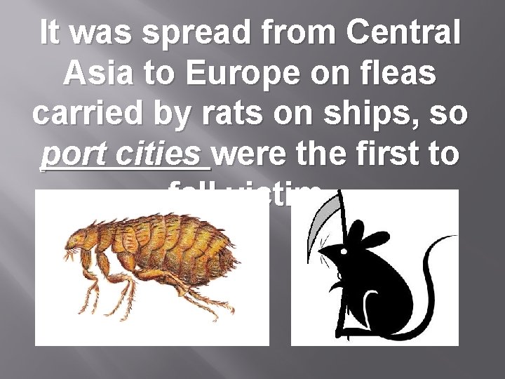 It was spread from Central Asia to Europe on fleas carried by rats on