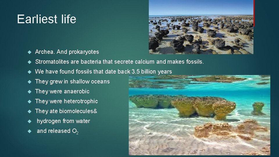 Earliest life Archea. And prokaryotes Stromatolites are bacteria that secrete calcium and makes fossils.