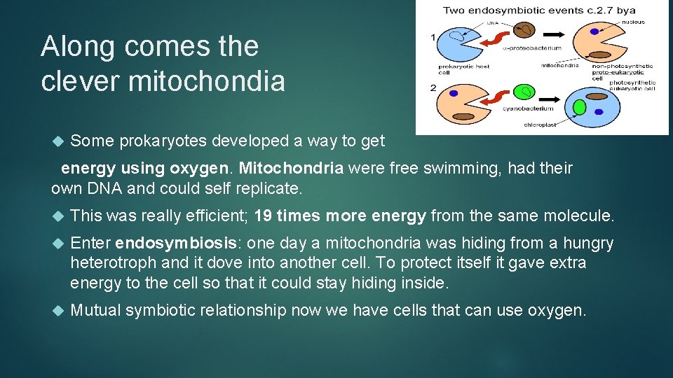 Along comes the clever mitochondia Some prokaryotes developed a way to get energy using