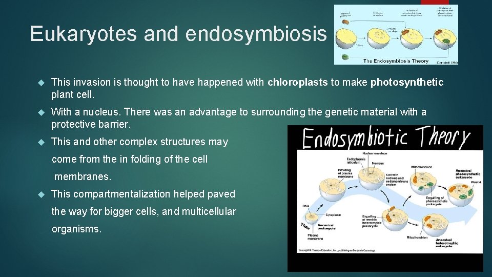Eukaryotes and endosymbiosis This invasion is thought to have happened with chloroplasts to make